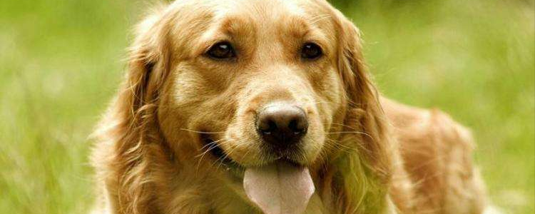 狗狗异食癖是什么 就是你的狗什么都吃！