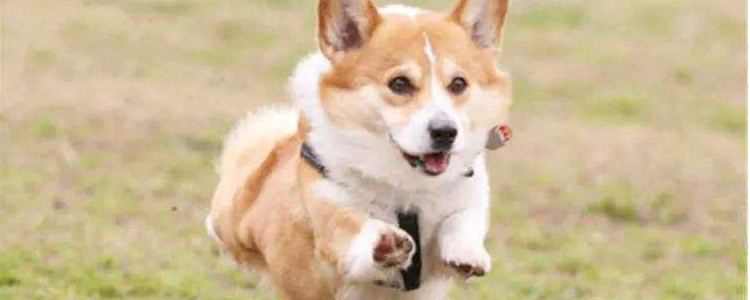 狗狗可以荔枝 果核可能会导致狗狗严重疾病哦！