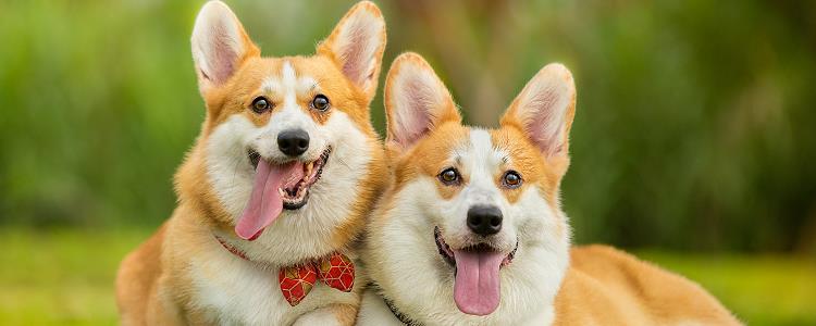 狗狗可以吃三文鱼 三文鱼是所有鱼类中没有过敏源的鱼类！