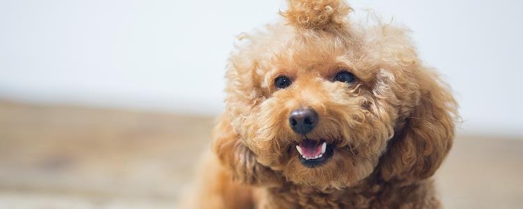 狗会有跳蚤吗 狗狗身上有跳蚤该怎么办?