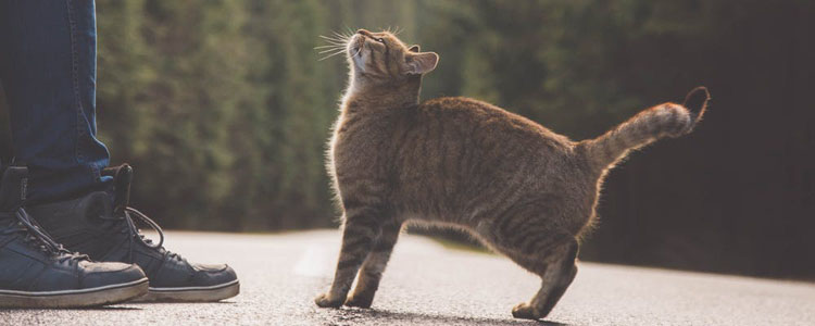 出门看见猫是什么预兆 是凶兆还是吉兆？