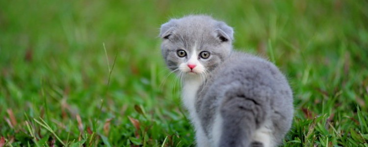 猫咪嘴巴周围流口水 流口水的可能你都知道吗?