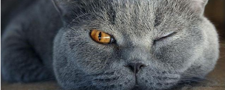 猫咪流口水还很臭 口腔问题真的不容忽视!