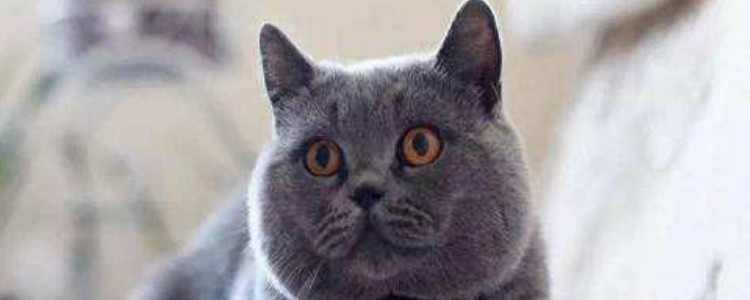 猫咪嘴巴肿了一个包 这种炎症问题及时消炎啊!