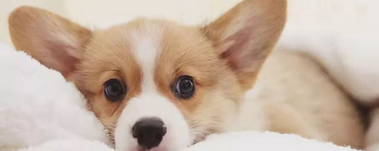 狗狗冬天睡地上会冷吗 不仅会冷还会生病！