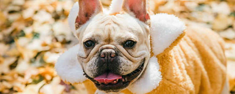 狗狗感冒能吃人的感冒药吗？ 别让你的无知害了狗！