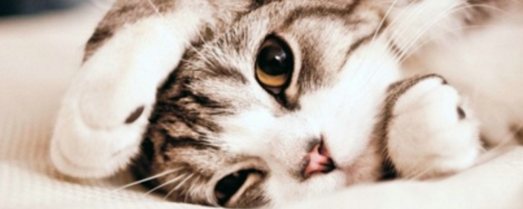 猫咪脚臭怎么处理 别让特殊气味陪你过夜