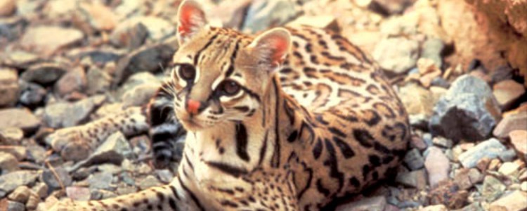 猫咪嘴巴黄 原因是什么你知道吗?