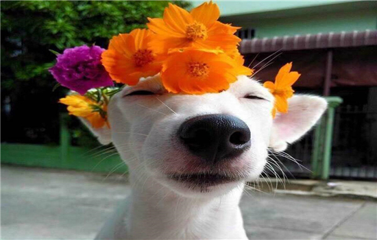 秋天狗狗怎么养？ 注意这些准没错