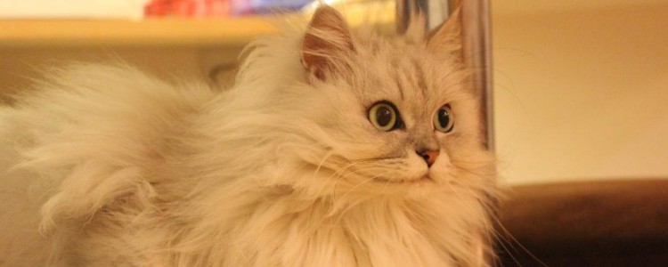 猫咪剃完毛颜色会变 可能是基因的问题,没有大碍!