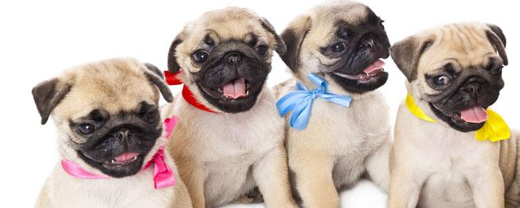 狗狗腰椎间盘突出怎么治疗 这些狗狗都不适合爬楼梯哦！