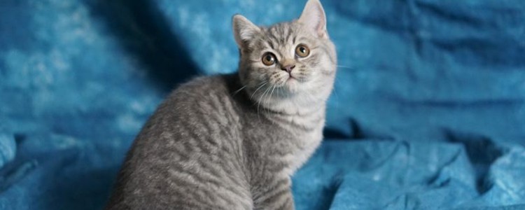 猫咪断牙都是左边 这属于正常现象!