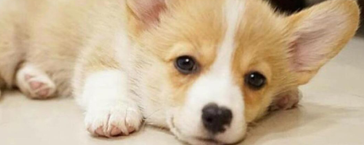 狗狗身上有螨虫怎么办？ 2招杀灭1招预防！