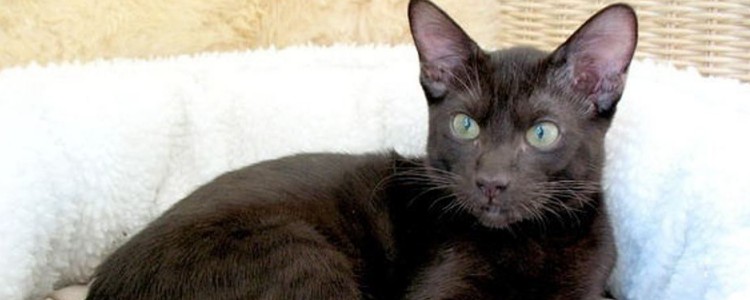 猫咪乳头破了 将伤口的位置消毒就行了！