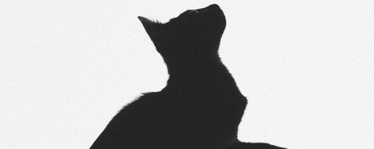 养猫是招财还是招鬼 黑猫到底会招鬼吗？