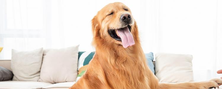 狗怕兔子吗 兔子急了也会咬狗的哦！