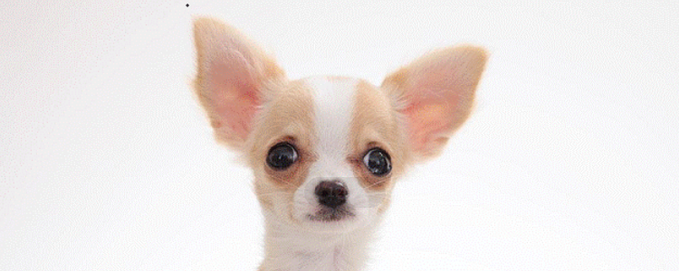 狗能不能吃薄荷 胆子是真的大,给狗吃薄荷!