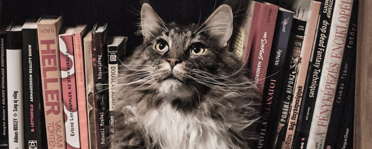 猫咪变老的症状 它是从什么时候开始悄悄变老的？