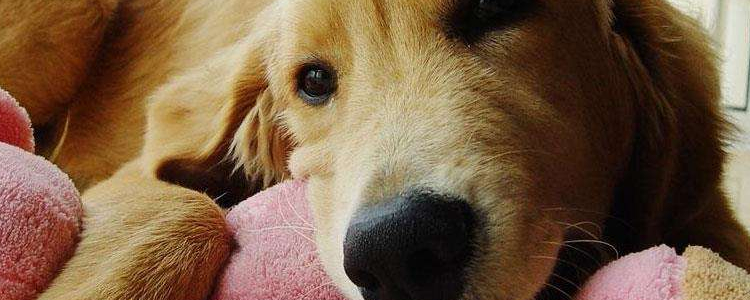 狗狗秋天掉毛严重? 没关系,小编教你应对