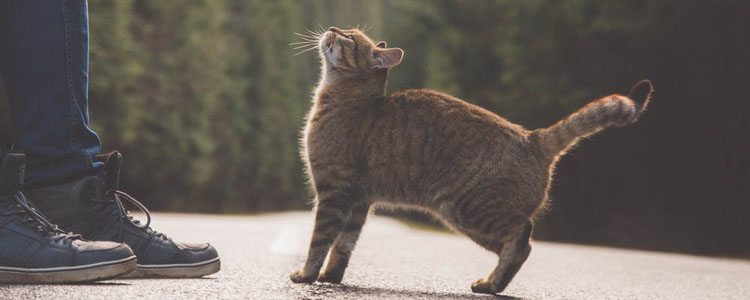 怎么防止猫进发动机舱 这些小举动可救它一命！