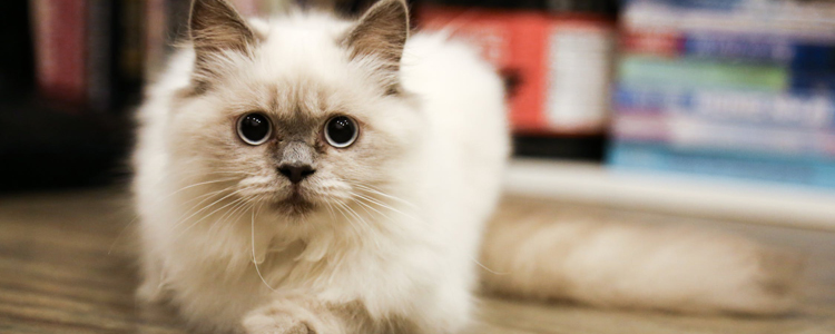 流浪猫钻到引擎盖 千万别贸然发动！