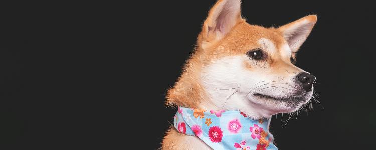 狗狗可以吃酸吗?酸甜苦辣我都告诉你!