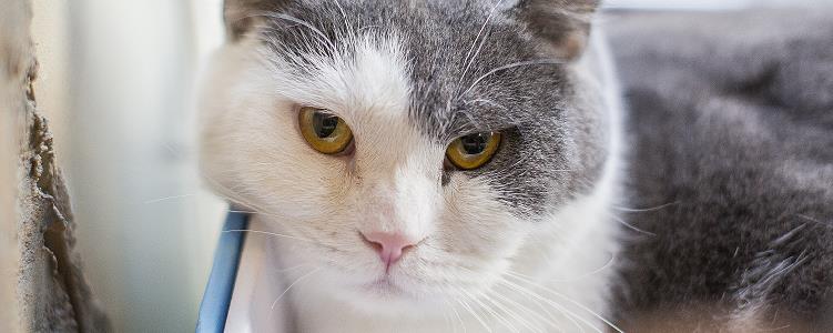 阿沁刘阳分手  渣男分手以后还要带走猫....