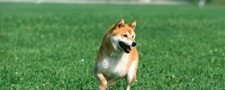 狗可以打胎么 时间之内是可以的!