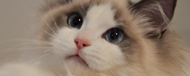 布偶猫尴尬期什么时候结束？ 别急啊！尴尬期一定会度过的