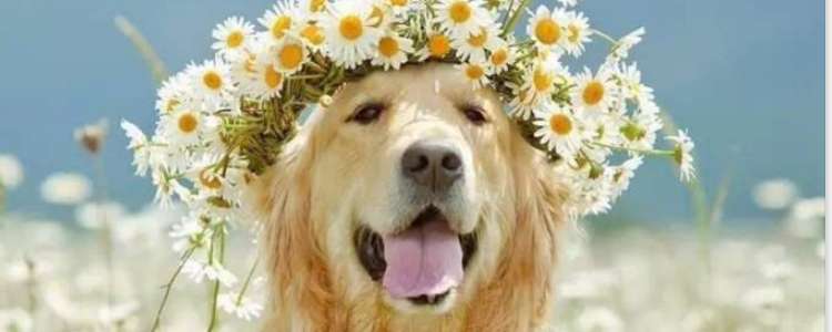 狗能不能吃猪肺 不要太频繁了！