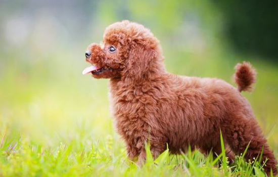 狗狗睡姿图片分析 第三种睡姿你要注意了！