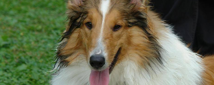 中型犬品种大全 这些狗狗你都认识吗