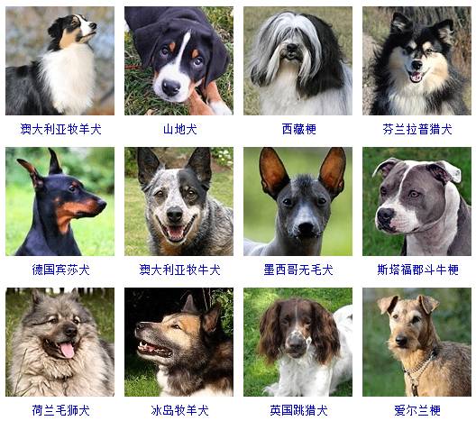 中型犬品种大全 这些狗狗你都认识吗中型犬品种大全 