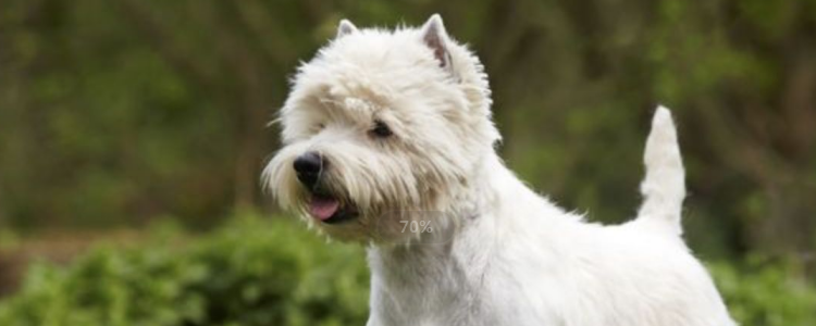 狗能不能吃排骨 还可以帮助狗狗磨牙呢