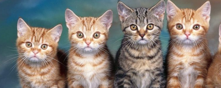 被小奶猫挠出血了要不要打针 正确认识不必恐慌