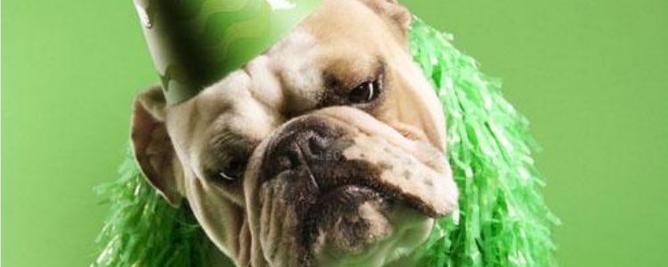 狗可以在几秒内找出发声的方向 这个时间对于狗狗来说足够