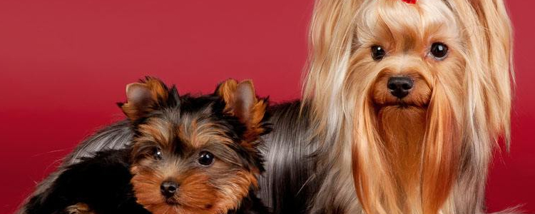 小型犬品种大全 这些狗狗你想养哪只？