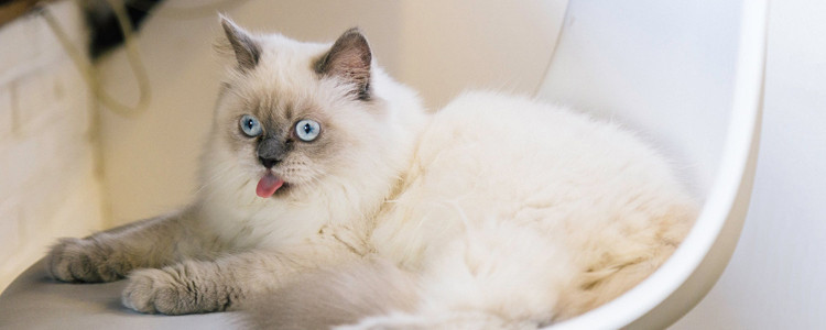 暹罗猫两个月喂多少食 看完你就懂了！