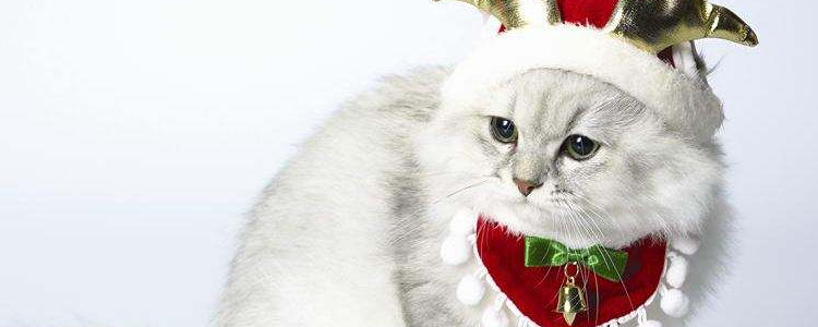 猫睡觉要关灯吗 你忘了猫是夜视动物吗？