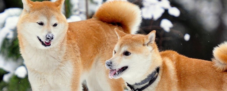 狗狗被蜜蜂蛰了怎么办？ 先忍住别笑！告诉你解决方法！