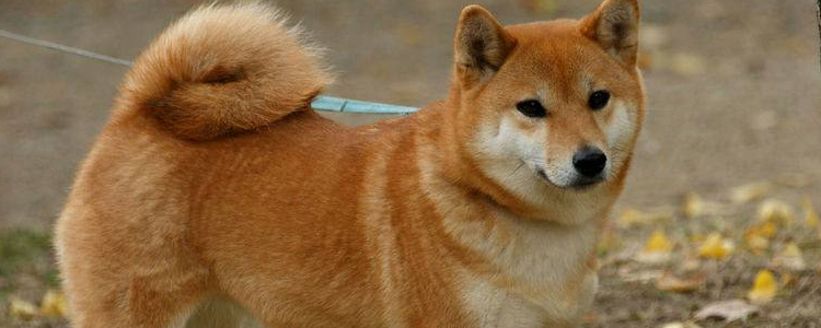 狗狗大便很臭怎么回事 第三条你一定要当心了！