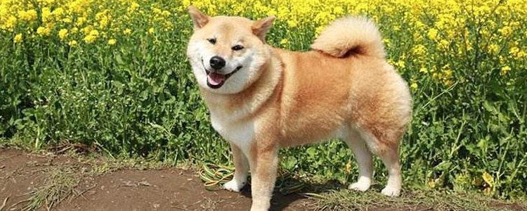 狗狗能吃辣的吗？ 你当它是湖南狗呢！