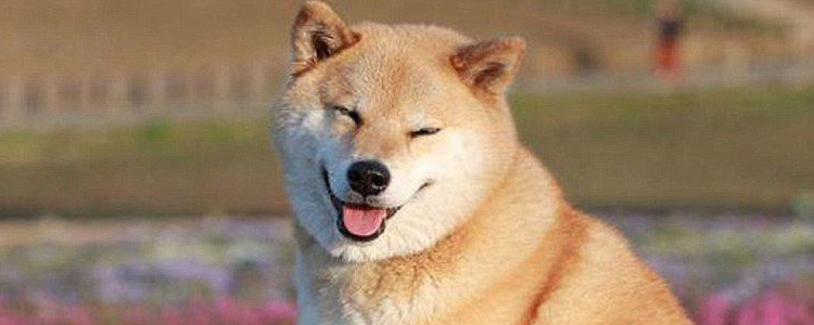 狗狗嘴巴溃疡怎么办? 如何治疗?