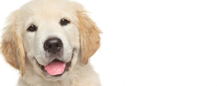 比格犬怎么看纯不纯 辨别比格犬纯种技巧