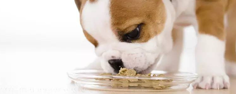 已存在至少五千年的古老犬种—法老王猎犬