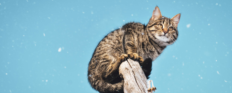 猫身上有静电怎么办 如何消除静电？