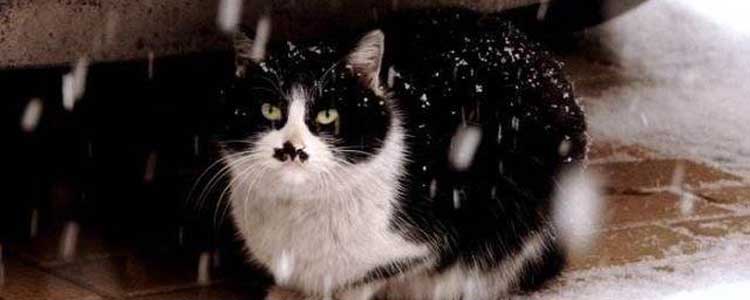 猫在冬天应该注意什么 如何让猫咪温暖度过冬季