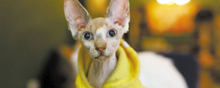 猫冬天需要穿衣服吗? 哪些猫需要穿衣服？
