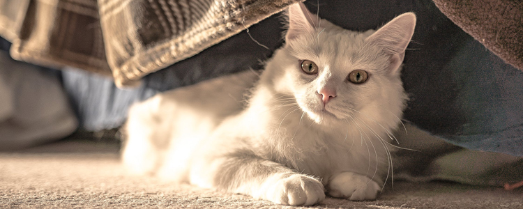 猫冬天会不会没有精神 猫咪冬季也会犯困？