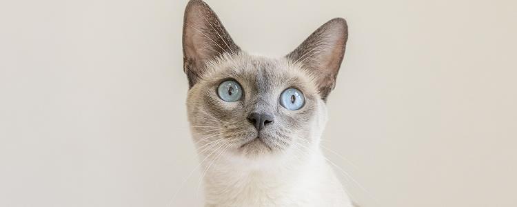 暹罗猫能遛么 要考虑很多因素哦！